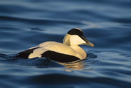 Common Eider (Somateria mollissima) photo