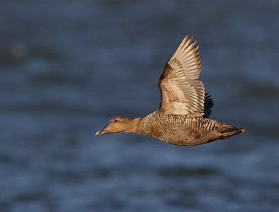 Common Eider (Somateria mollissima) photo