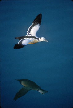 Steller's Eider (Polysticta stelleri) photo