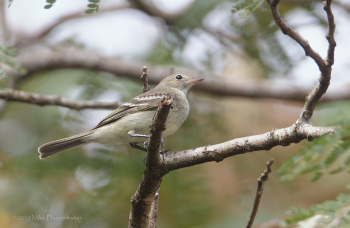 Lesser Elaenia (Elaenia chiriquensis) photo