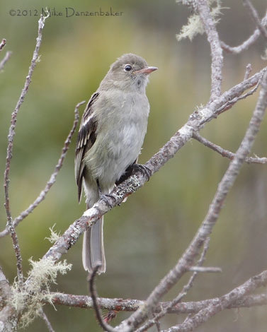 White-crested Elaenia (Elaenia albiceps) photo