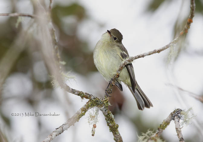 White-crested Elaenia (Elaenia albiceps) photo