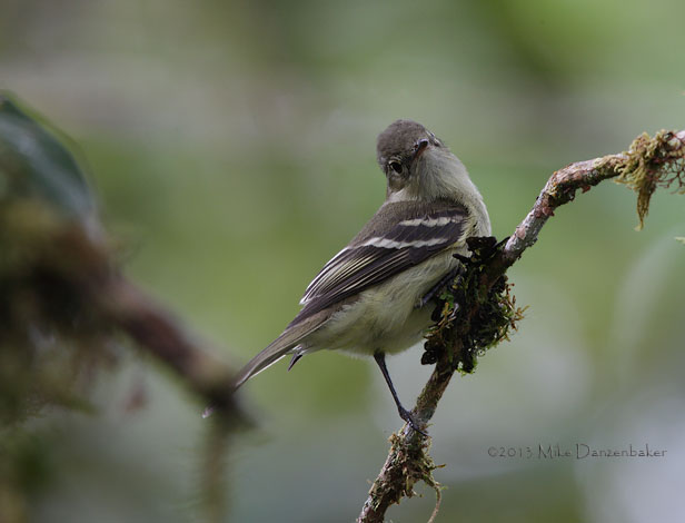 White-crested Elaenia (Elaenia albiceps) photo
