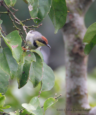 Rufous-crowned Eremomela (Eremomela badiceps) photo