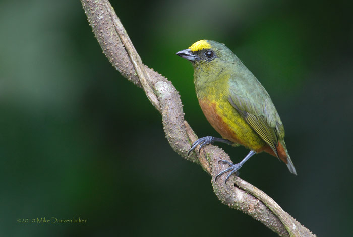 Olive-backed Euphonia (Euphonia gouldi) photo