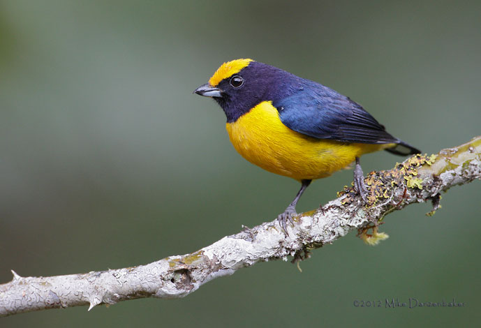Orange-bellied Euphonia (Euphonia xanthogaster) photo