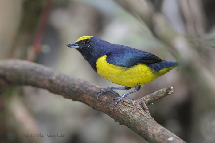 Spot-crowned Euphonia (Euphonia imitans) photo