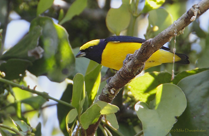 Yellow-crowned Euphonia (Euphonia luteicapilla) photo