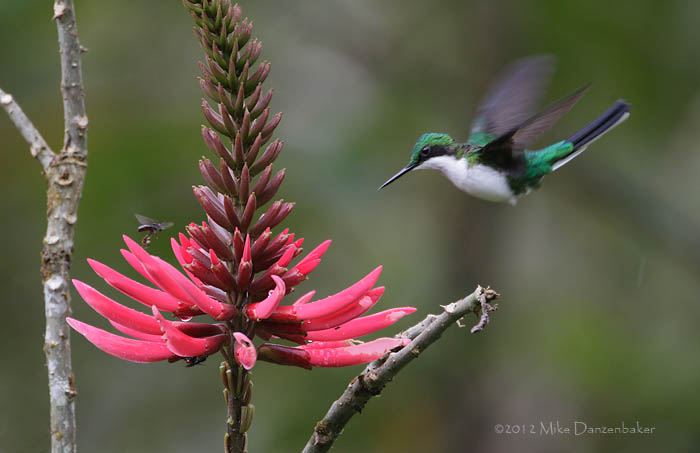 Black-eared Fairy (Heliothryx auritus) photo