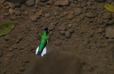 Purple-crowned Fairy (Heliothryx barroti) photo