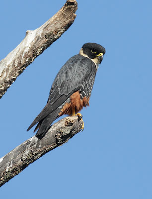Bat Falcon (Falco rugigularis) photo