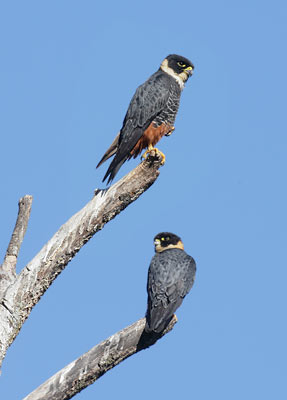 Bat Falcon (Falco rugigularis) photo
