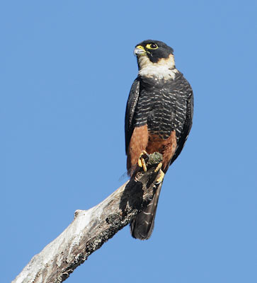 Bat Falcon (Falco rugigularis) photo