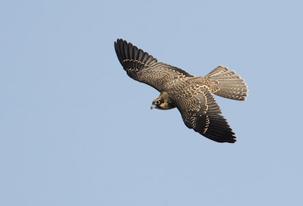 Eleonora's Falcon (Falco eleonorae) photo