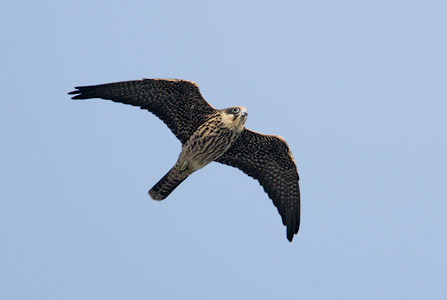 Eleonora's Falcon (Falco eleonorae) photo