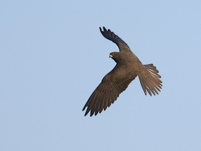 Eleonora's Falcon (Falco eleonorae) photo