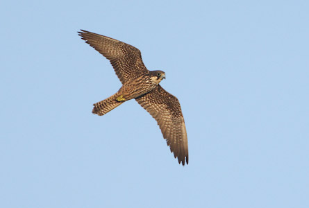 Eleonora's Falcon (Falco eleonorae) photo