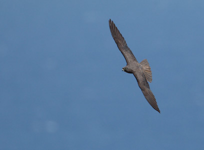 Eleonora's Falcon (Falco eleonorae) photo
