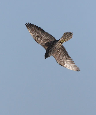 Peregrine Falcon (Falco peregrinus) photo
