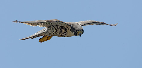Peregrine Falcon (Falco peregrinus) photo