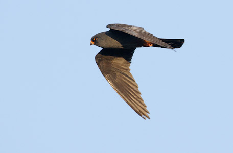 Red-footed Falcon (Falco vespertinus) photo