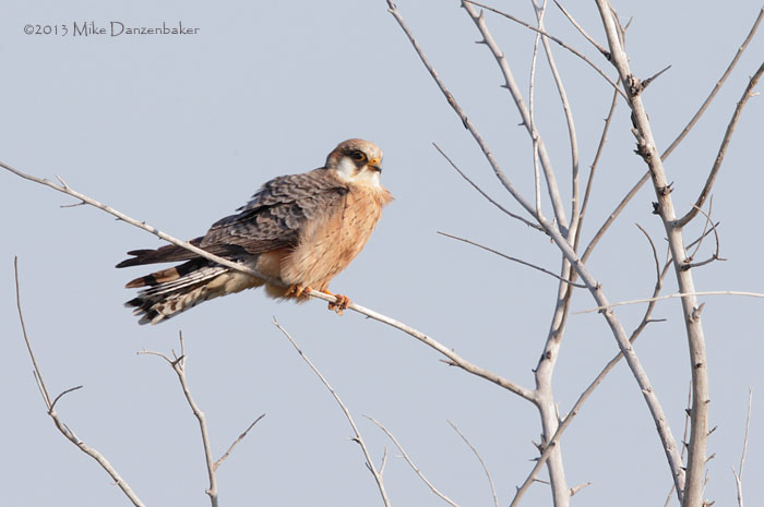 Red-footed Falcon (Falco vespertinus) photo