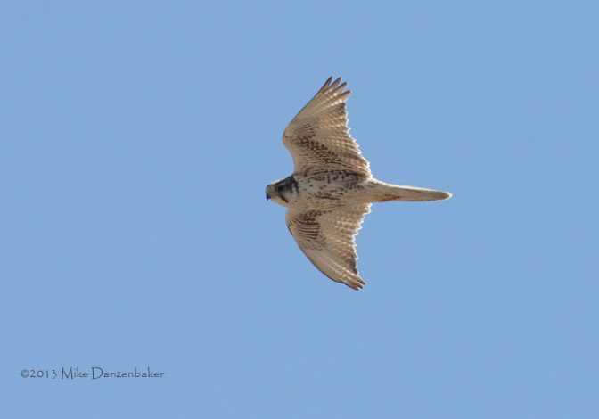 Saker Falcon (Falco cherrug) photo
