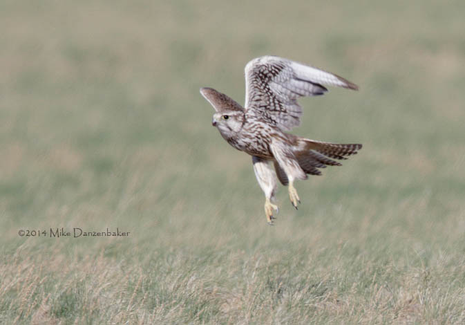 Saker Falcon (Falco cherrug) photo
