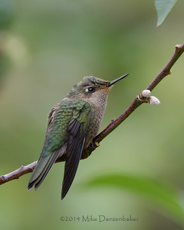 Green-backed Firecrown (Sephanoides sephanoides) photo