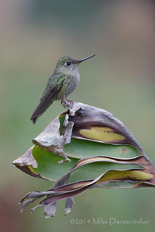 Green-backed Firecrown (Sephanoides sephanoides) photo