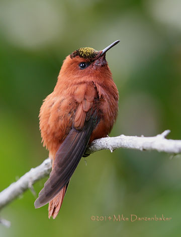 Juan Fernandez Firecrown (Sephanoides fernandensis) photo