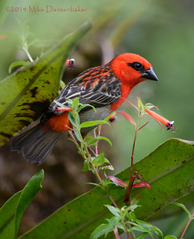 Red Fody (Foudia madagascariensis) photo
