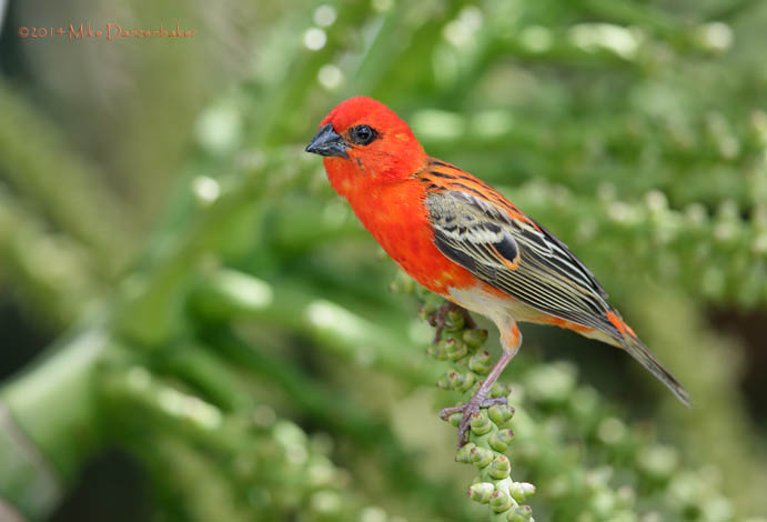 Red Fody (Foudia madagascariensis) photo