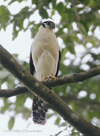 Collared Forest-Falcon (Micrastur semitorquatus) photo