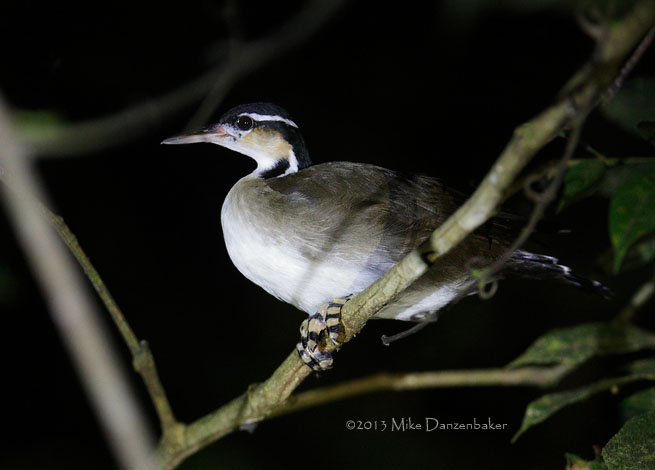 Sungrebe (Heliornis fulica) photo