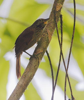 Lineated Foliage-gleaner (Syndactyla subularis) photo