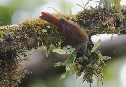 Lineated Foliage-gleaner (Syndactyla subularis) photo