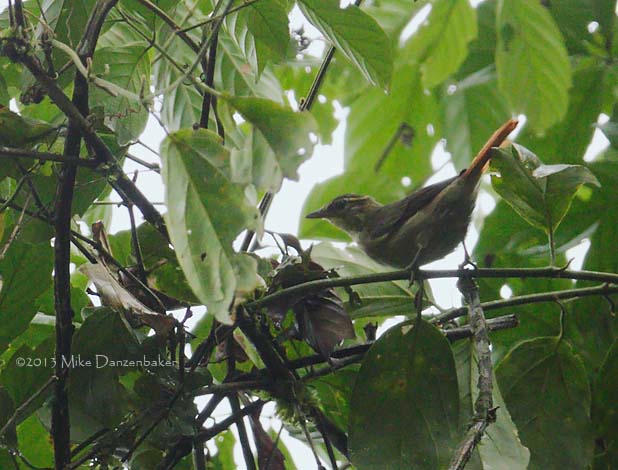 Rufous-rumped Foliage-gleaner (Philydor erythrocercum) photo