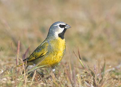White-bridled Finch (Melanodera melanodera) photo