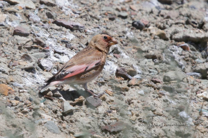 Eurasian Crimson-winged Finch (Rhodopechys sanguineus) photo