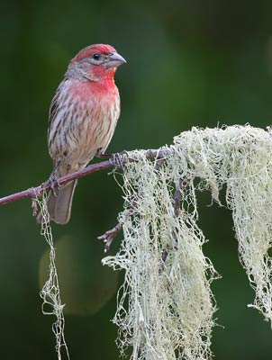 House Finch (Carpodacus mexicanus) photo