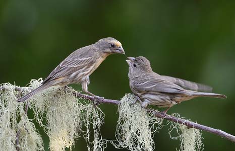 House Finch (Carpodacus mexicanus) photo
