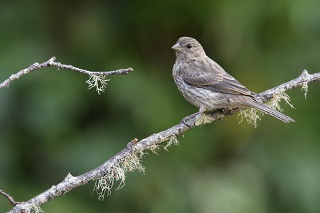 House Finch (Carpodacus mexicanus) photo