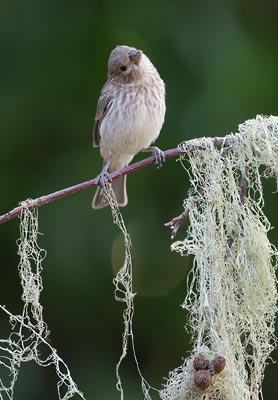 House Finch (Carpodacus mexicanus) photo