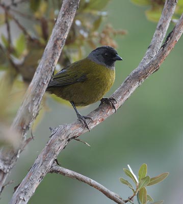 Large-footed Finch (Pezopetes capitalis) photo
