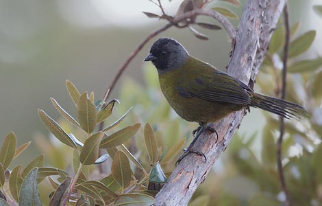 Large-footed Finch (Pezopetes capitalis) photo