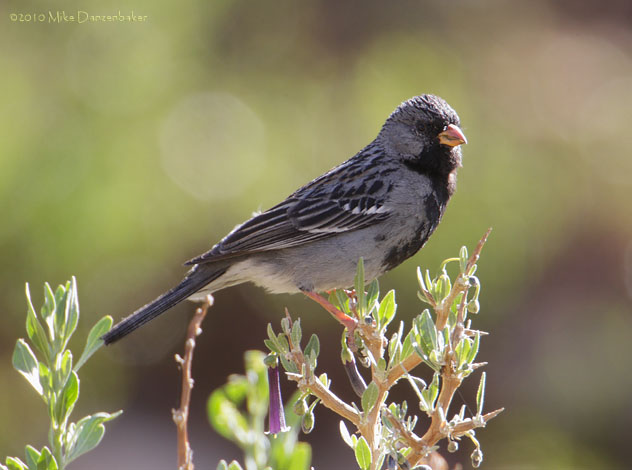 Mourning Sierra Finch (Phrygilus fruticeti) photo