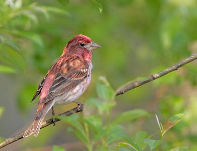 Purple Finch (Carpodacus purpureus) photo