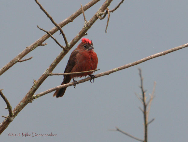 Red Pileated Finch (Coryphospingus cucullatus) photo