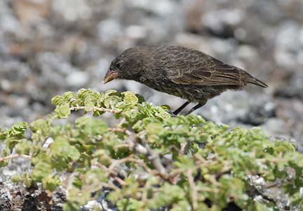 Sharp-beaked Ground-Finch (Geospiza difficilis) photo